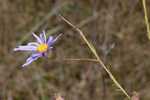 Savannah aster